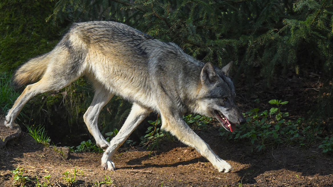 wolf-mak