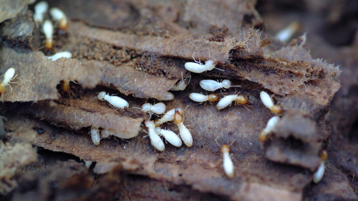 keogh-termite-high-quality-2