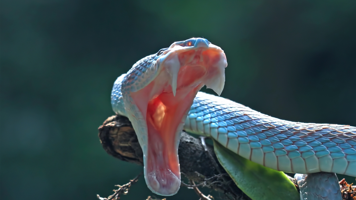 snake_bite