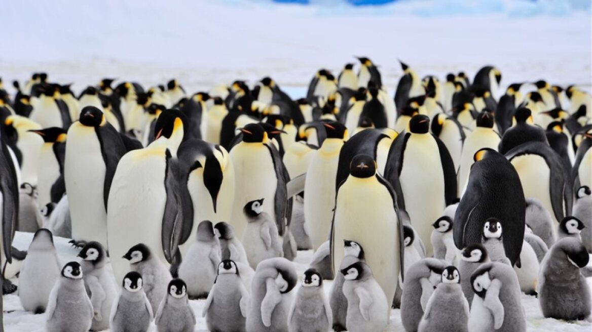 penguin-emperor-penguin