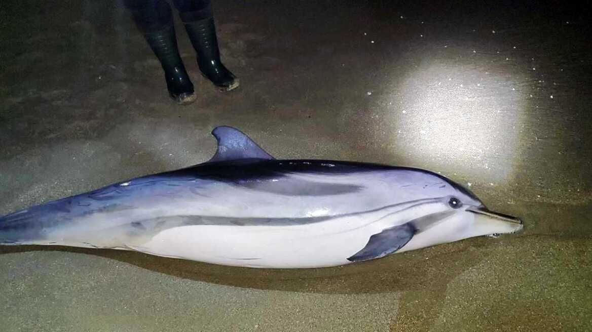 delfini-nekro-karvali-2