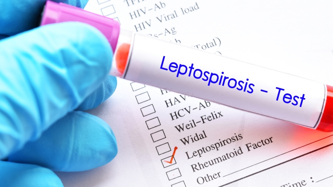 leptospirosi