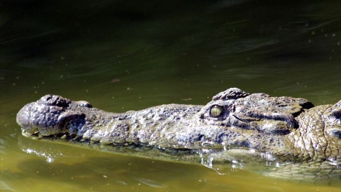 krokodilos-australia1