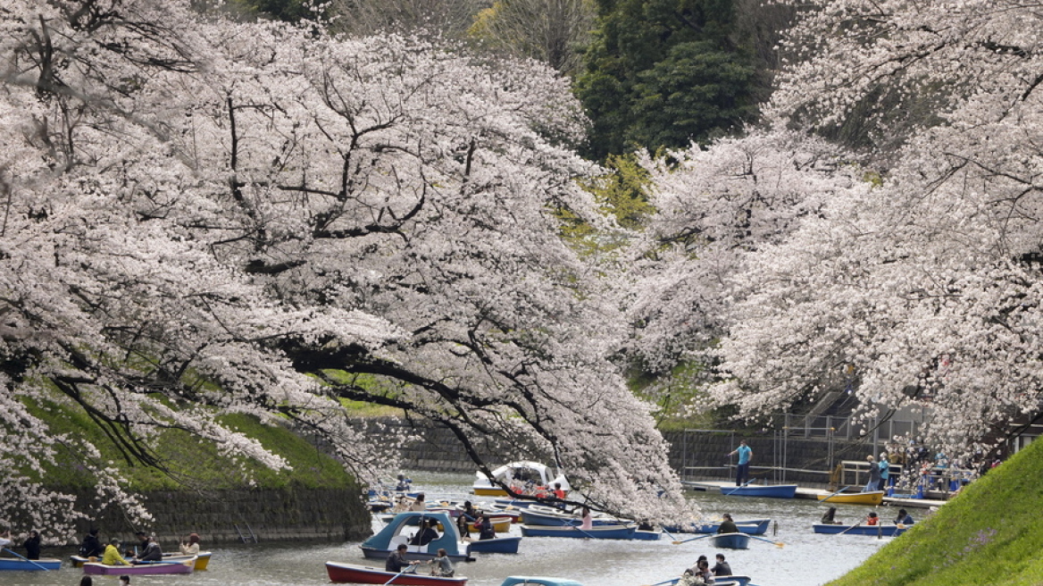 cherry_blossoms