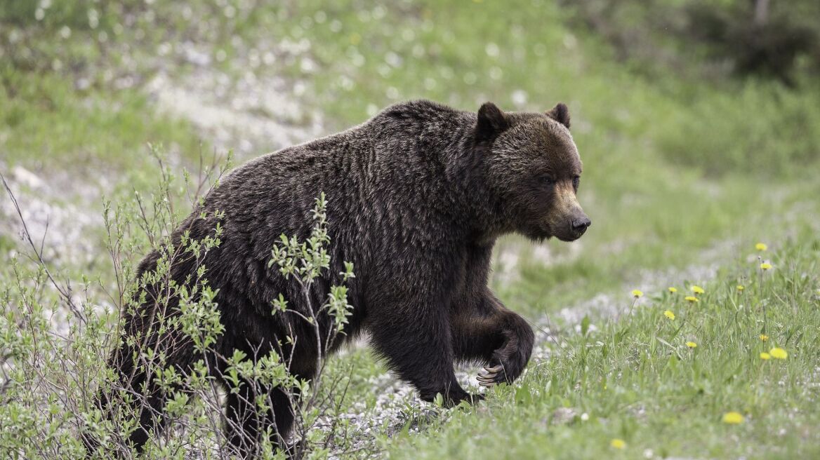 grizzly-bear-sow-ursus-arctos-horribilis-climbing-royalty-free-image-1680798066