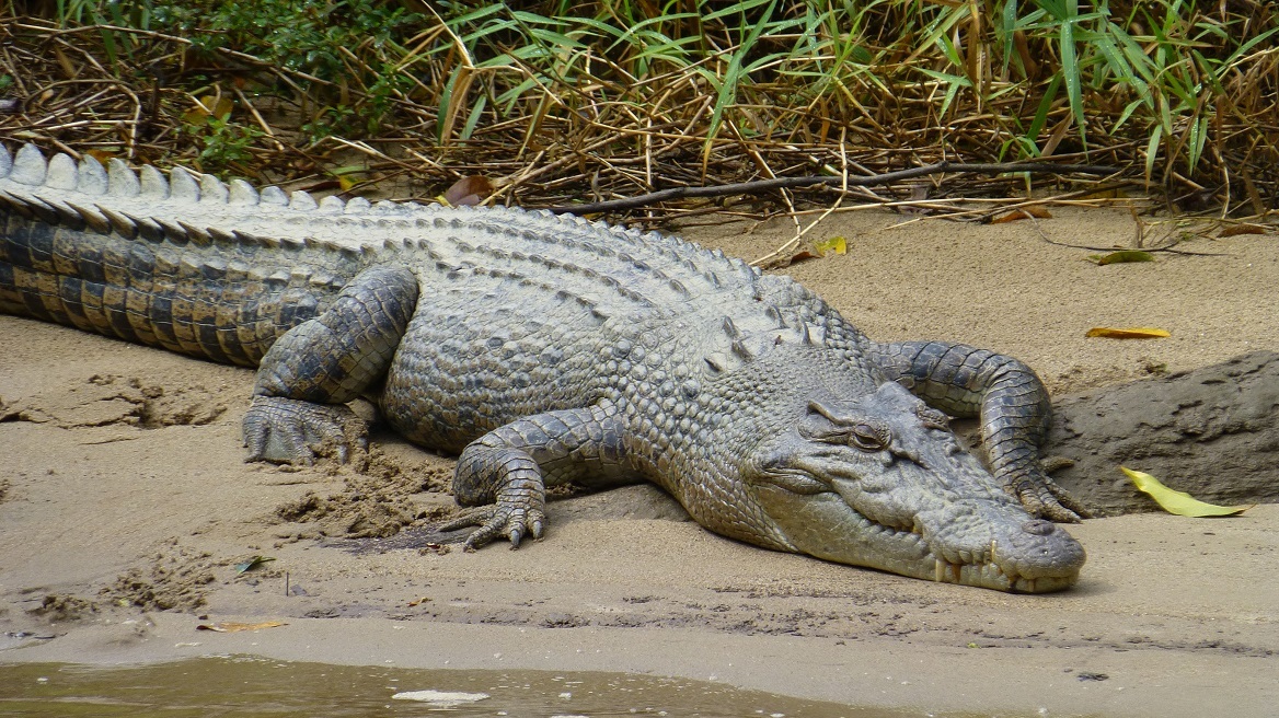 krokodeilos