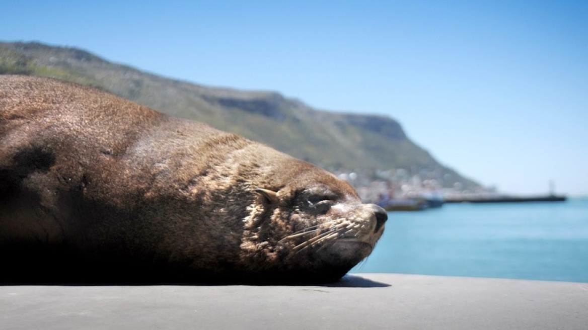 seal_cape_town