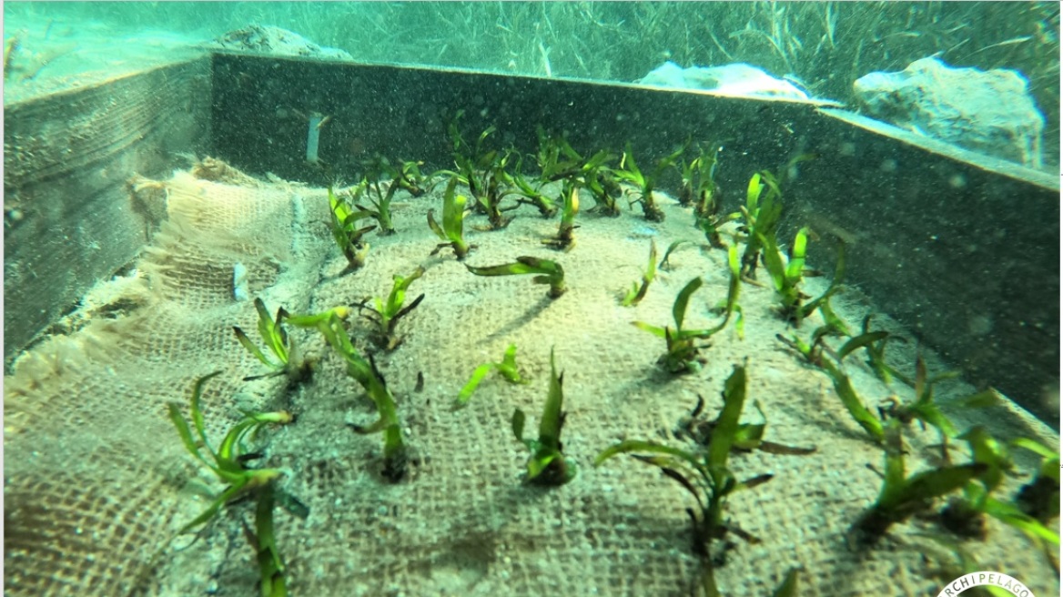 planting_seagrass_seeds