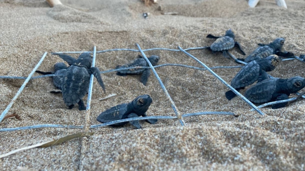 Ζάκυνθος: Παγκόσμιο ρεκόρ 37 χρόνων αναπαραγωγικής ζωής για τη χελώνα  Καρέττα «Γαία»