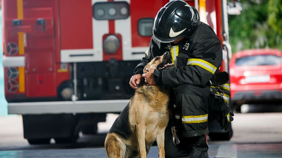 dog-fireworker