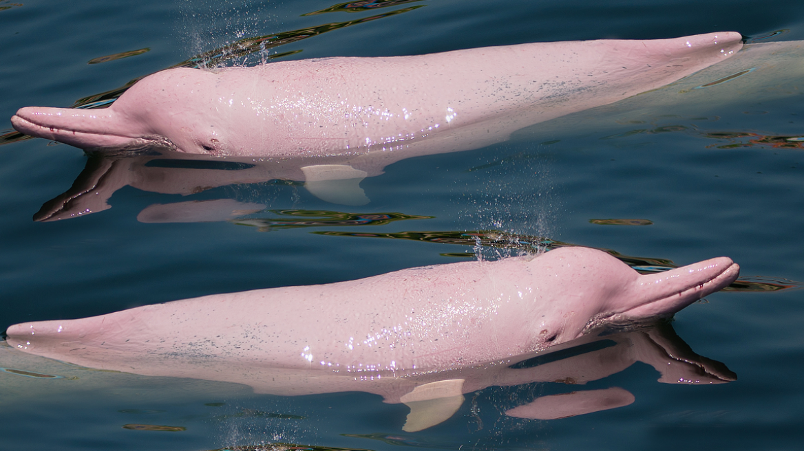 pink_dolphins930
