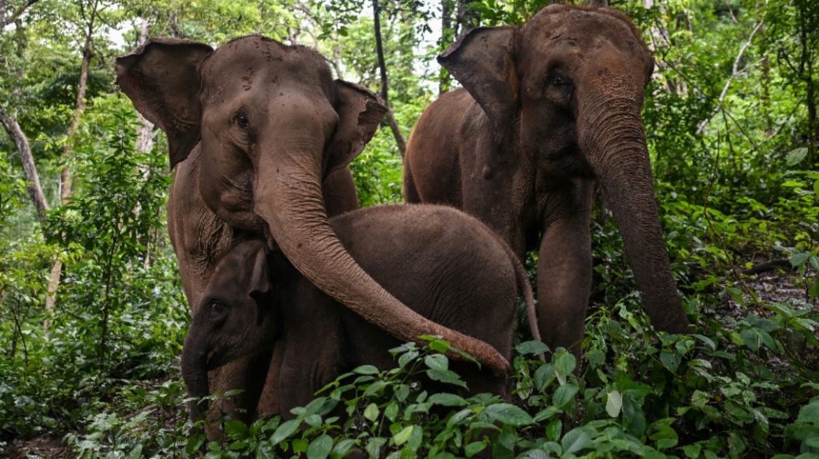 elefantas
