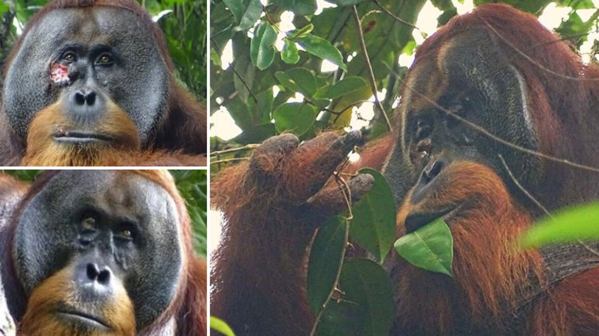 arthrou-Orangutan