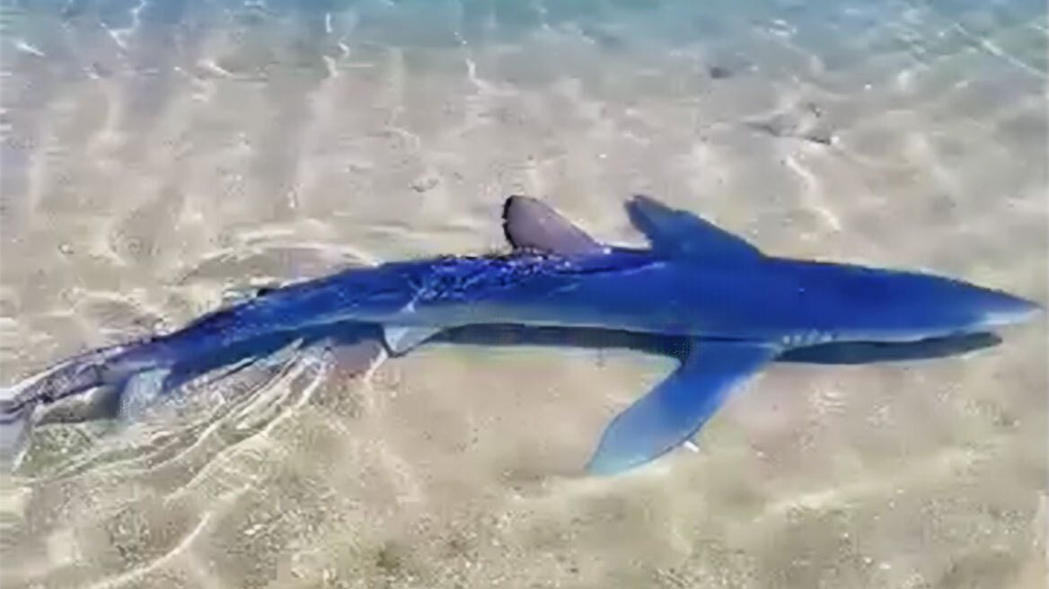 Καρχαρίας έκανε βόλτες στη μαρίνα της Γλυφάδας – Δείτε βίντεο