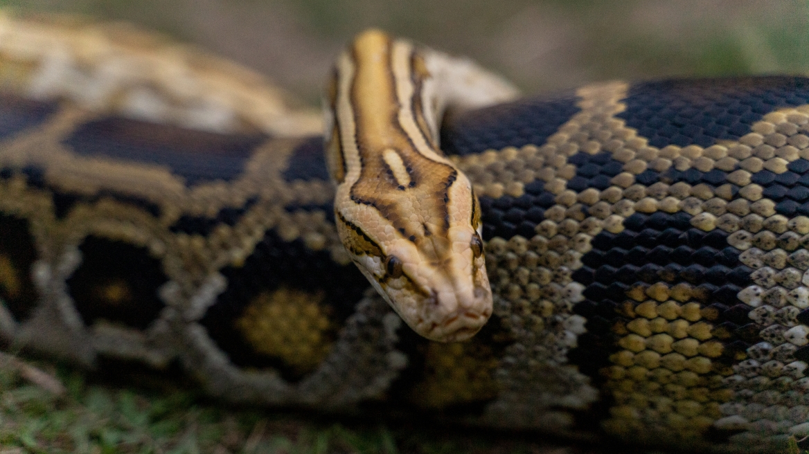 python12