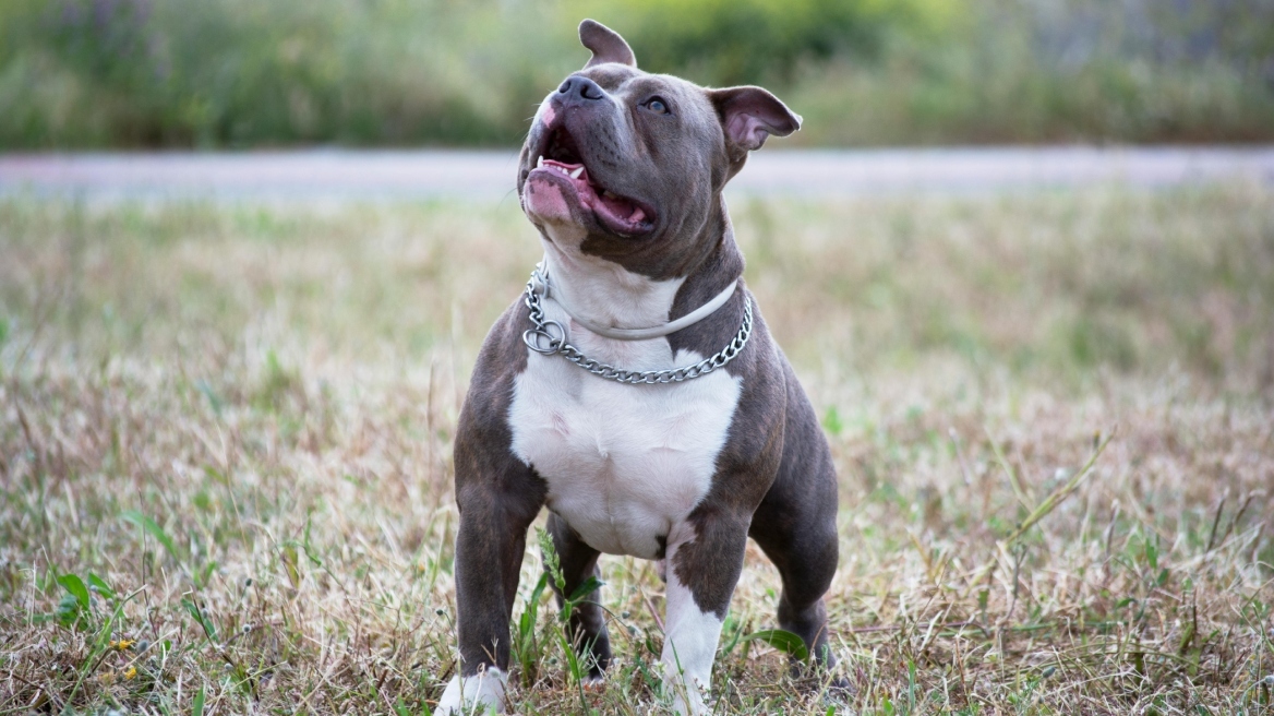 pitbull