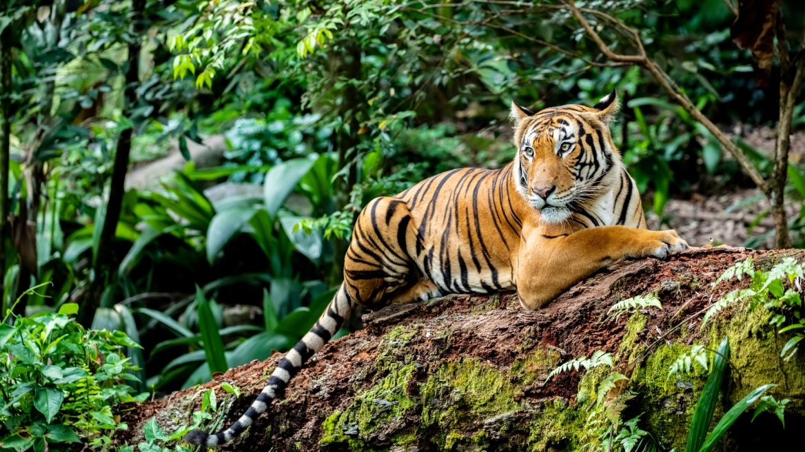 tigri-malaisia