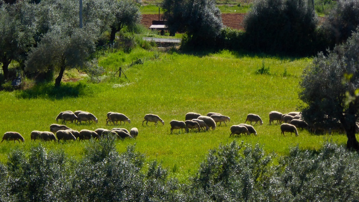 panoli-provata3