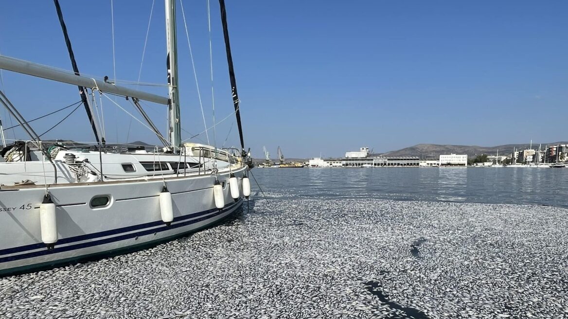 Βόλος: Με ειδικό πλοίο η περισυλλογή των νεκρών ψαριών στον Παγασητικό