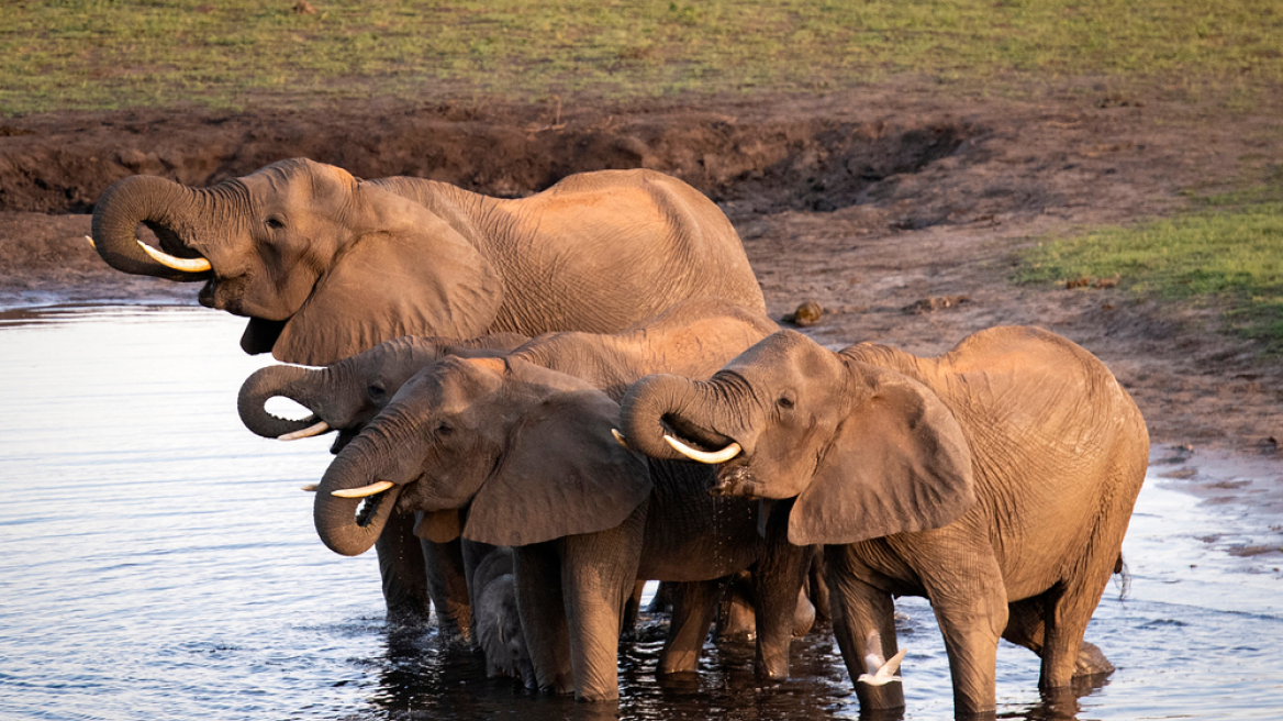 elephants_africa_arxeio_n