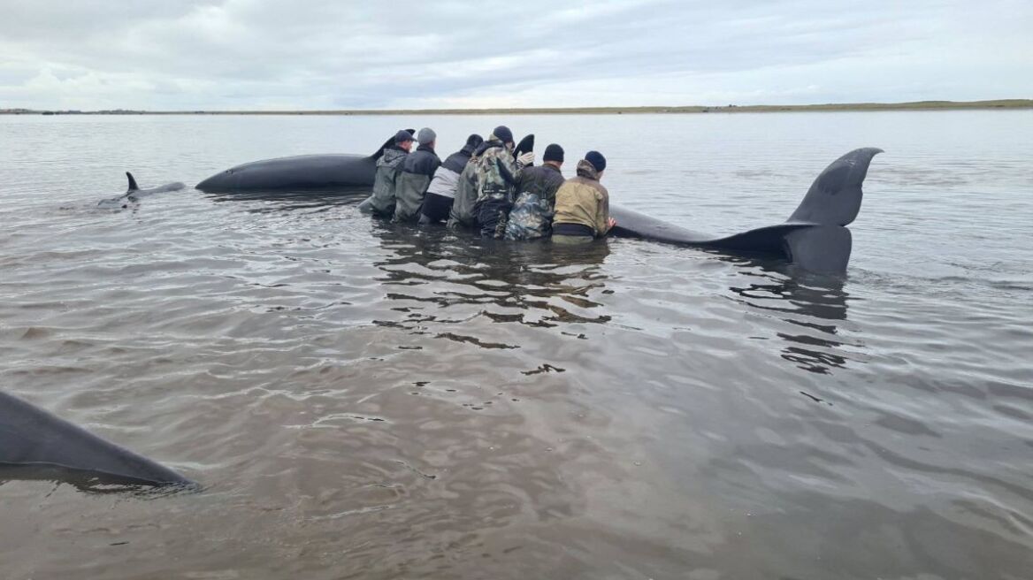 russia_whale__1