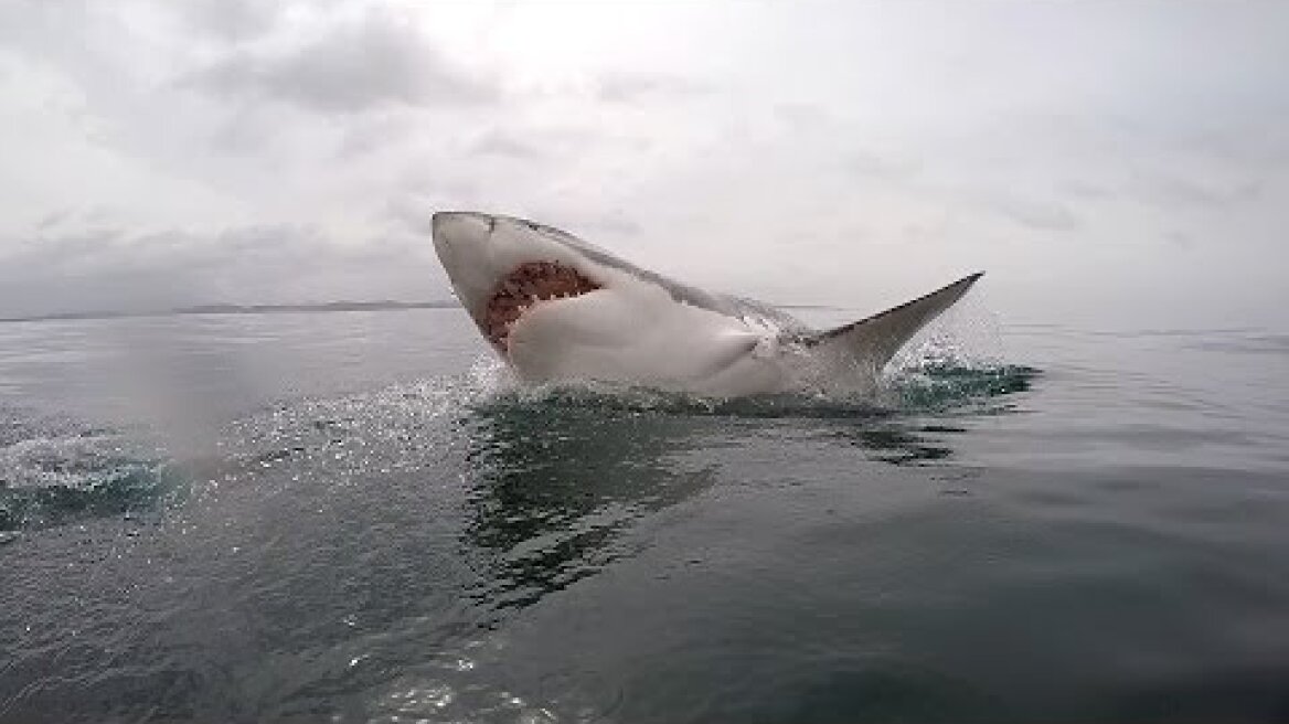 Great White shark diving - South Africa