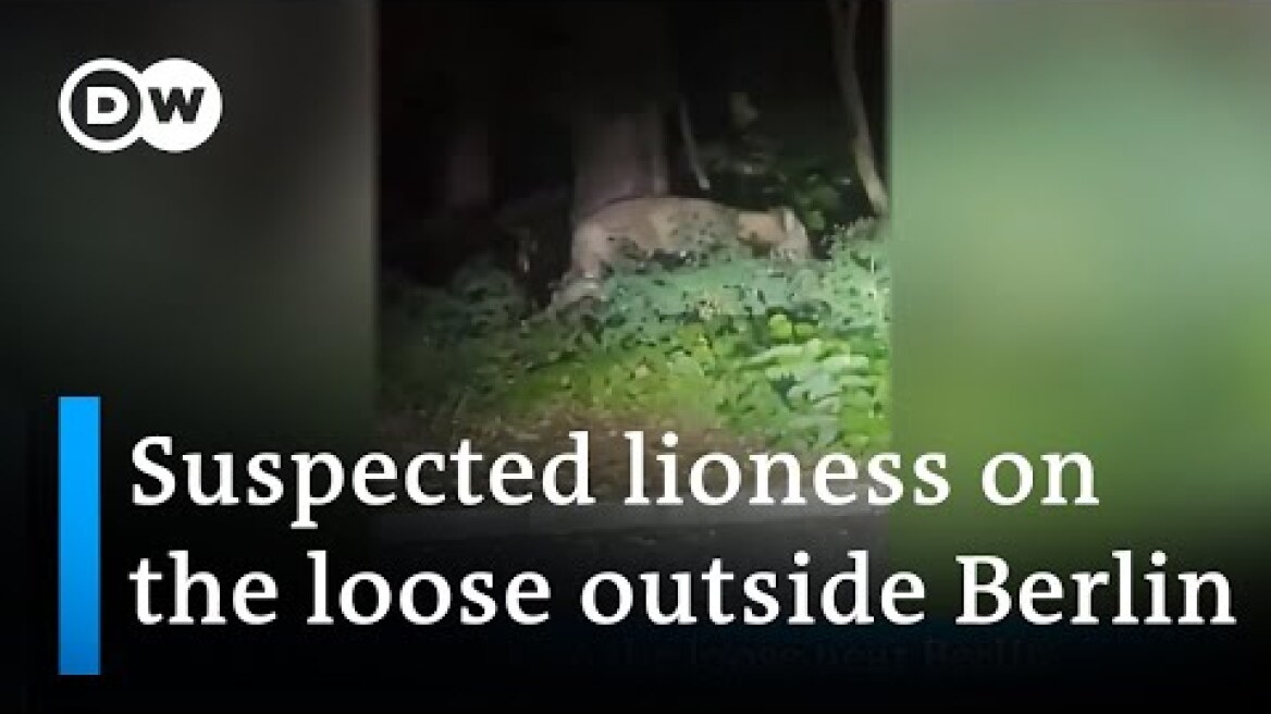 Police search for lioness on the loose around Berlin | DW News