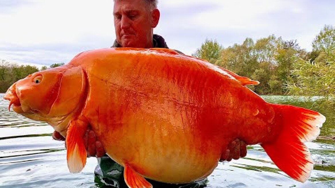 Angler catches one of the world's biggest goldfish