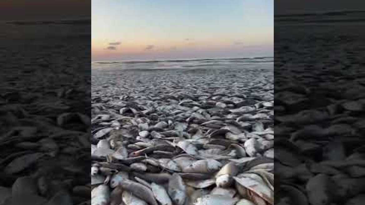 Χιλιάδες νεκρά ψάρια ξεβράζονται σε ακτή του Τέξας
