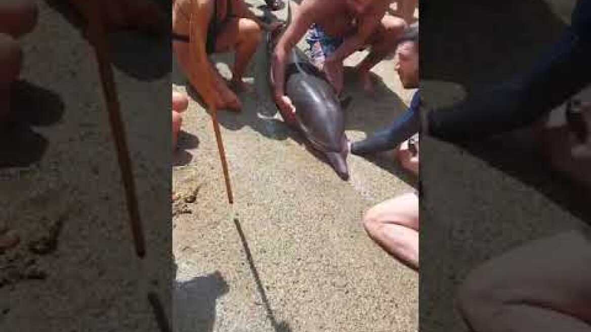 Νεκρό δελφίνι ξεβράστηκε στην Τήνο