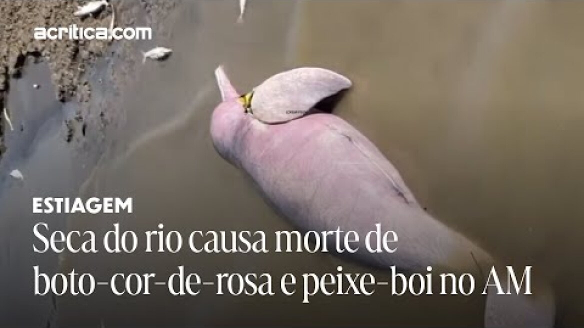 Seca do rio causa morte de boto-cor-de-rosa e peixe-boi no Amazonas