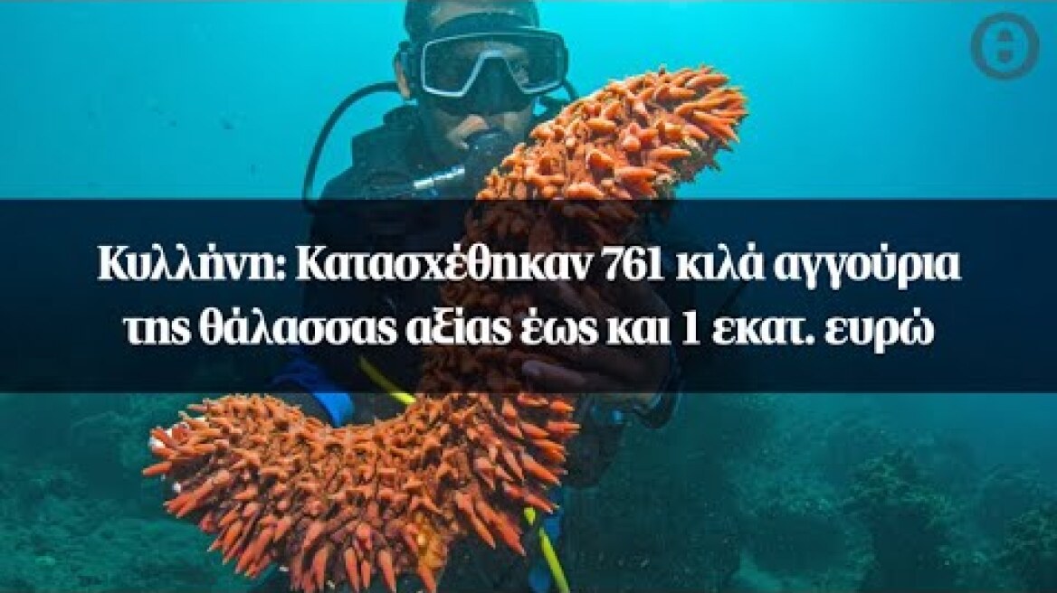 Κυλλήνη: Κατασχέθηκαν 761 κιλά αγγούρια της θάλασσας αξίας έως και 1 εκατ. ευρώ