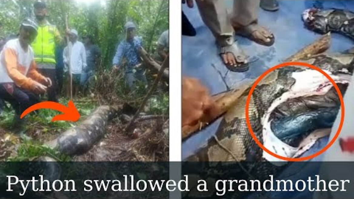 Moment python that swallowed a grandmother