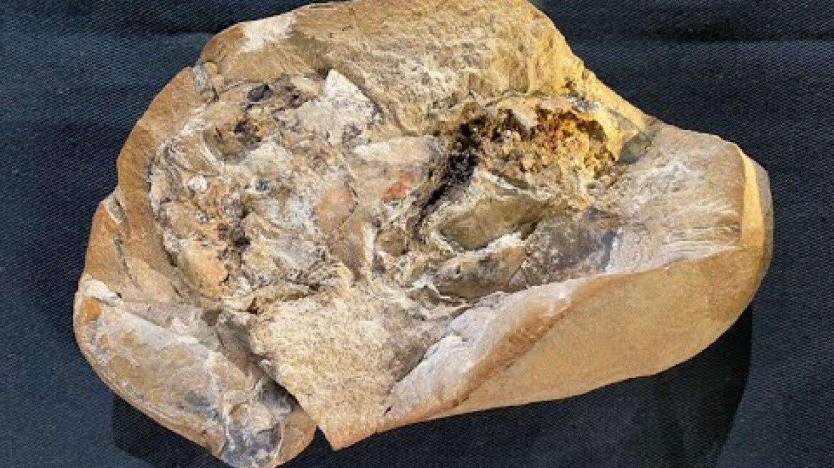 A 380-million-year-old heart—the oldest ever found—discovered