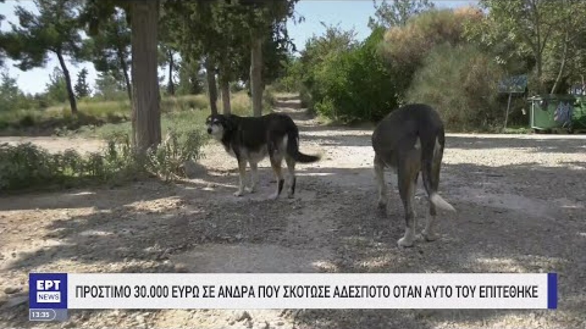 Πρόστιμο σε άνδρα που σκότωσε αδέσποτο όταν αυτό του επιτέθηκε | 20/04/2023 | ΕΡΤ