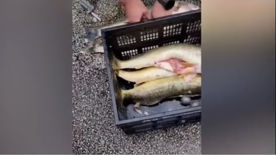 Weights found stuffed into fish by 'champs' fishermen at competition |Weights found|Today Viral News