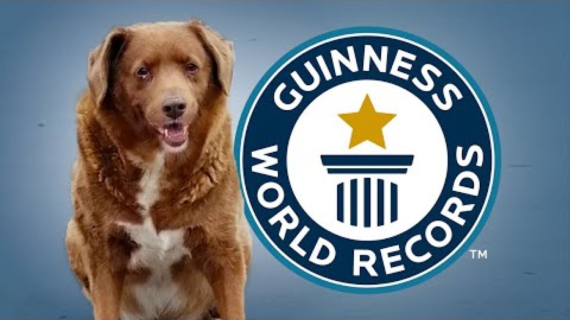 Oldest Dog Ever - Guinness World Records