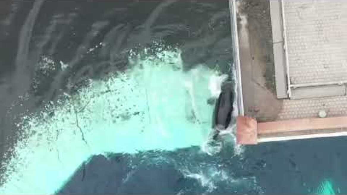 Kiska, the worlds loneliest orca bashes her body against glass wall.