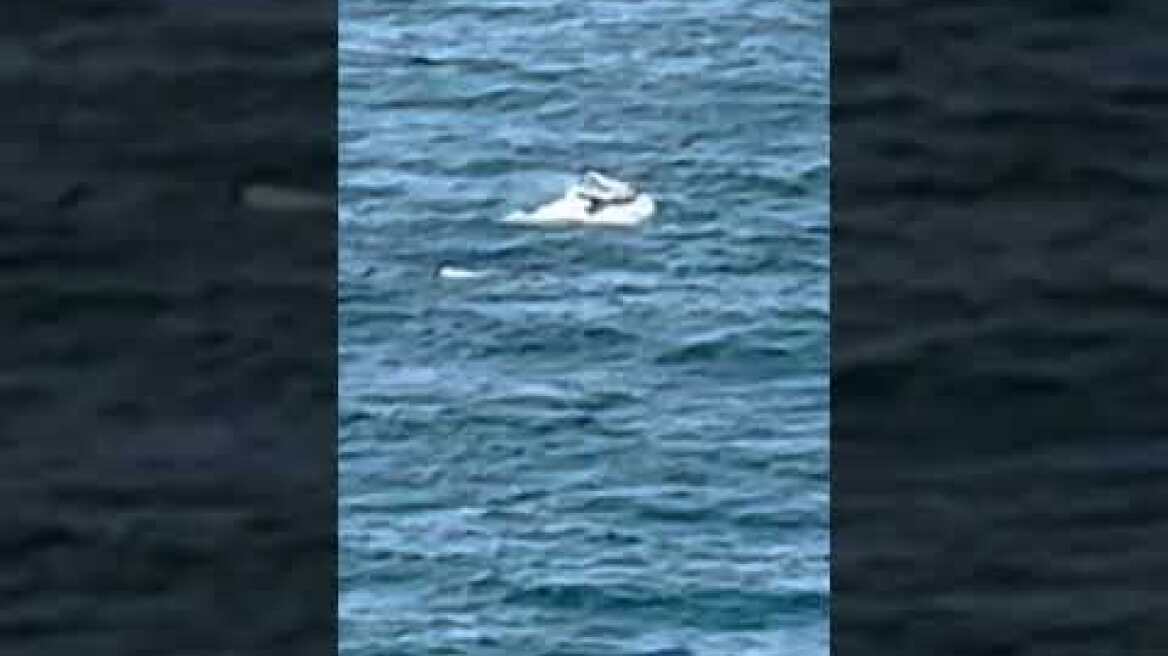 Sydney wing surfer gets hit by whale