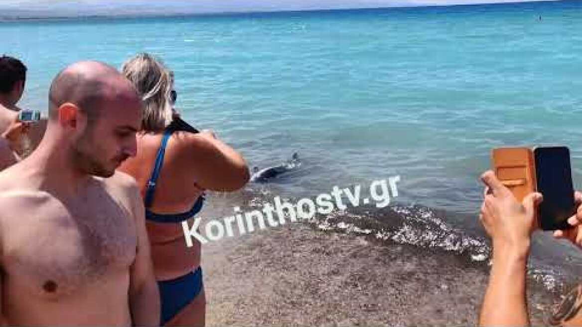 Κόρινθος: Στην παραλία Καλάμια το δελφίνι που έχει χάσει τον προσανατολισμό του