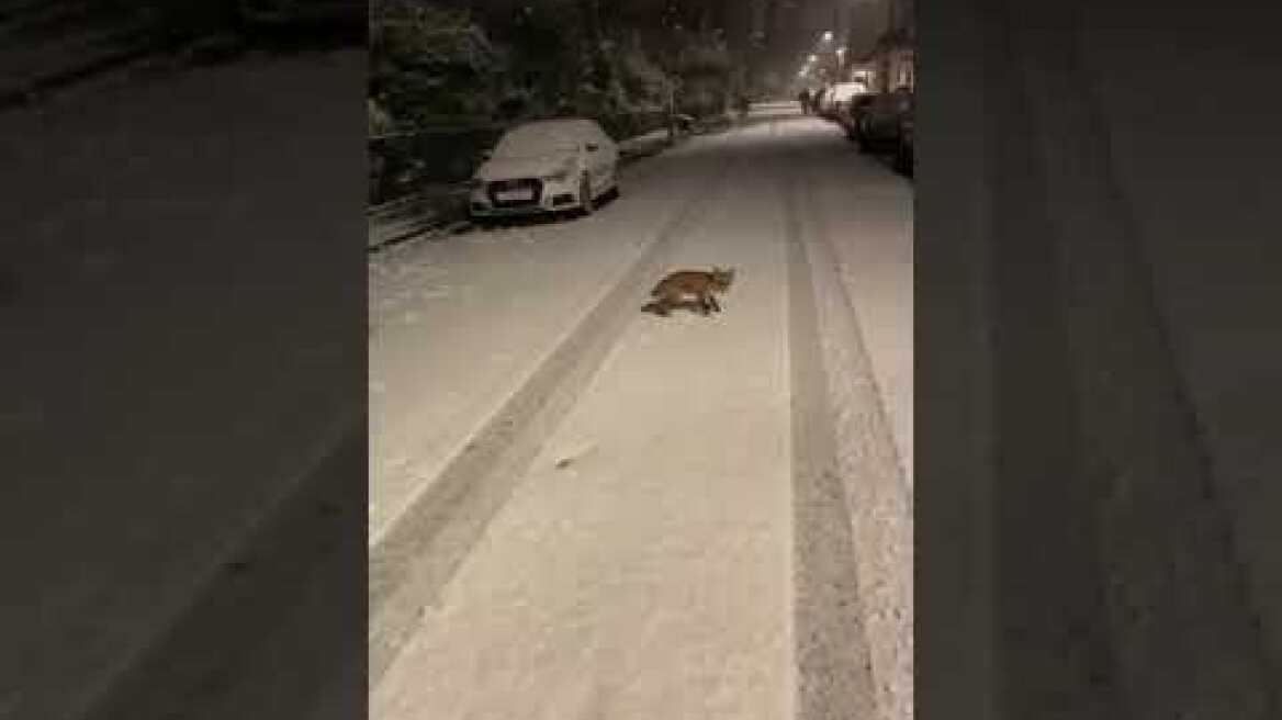 London snow fox