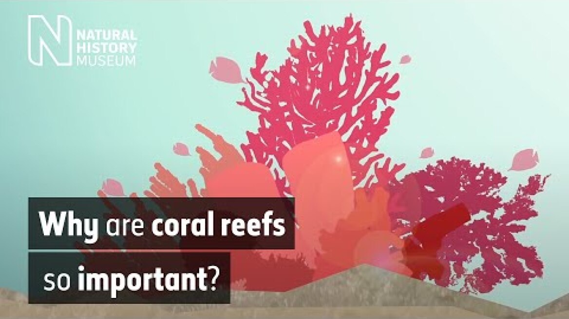 Why are coral reefs so important? | Natural History Museum