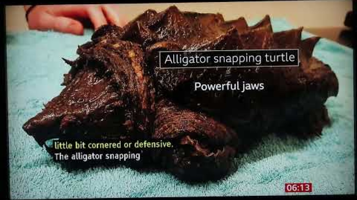 Alligator Snapping Turtle in Cumbria England BBC, 10-2-2024