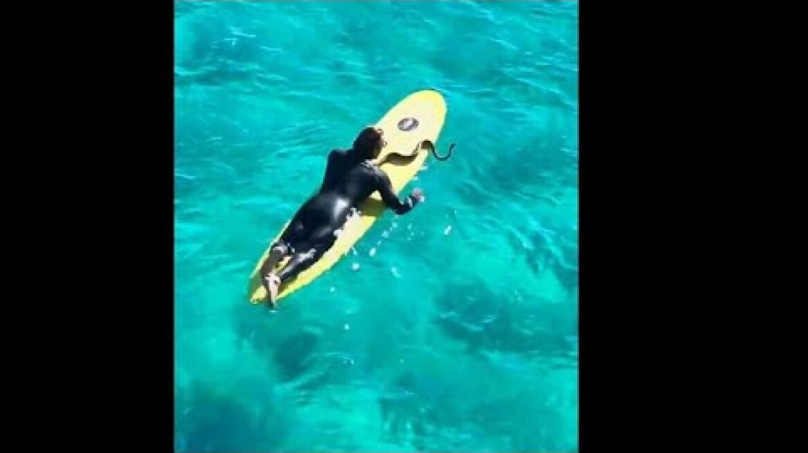 Incredible moment Gold coast man takes his pet python surfing