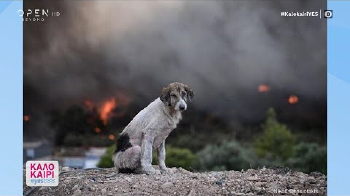«Ο σκύλος ανάμεσα στις φλόγες», η συγκλονιστική εικόνα που κάνει τον γύρο του διαδικτύου | OPEN TV
