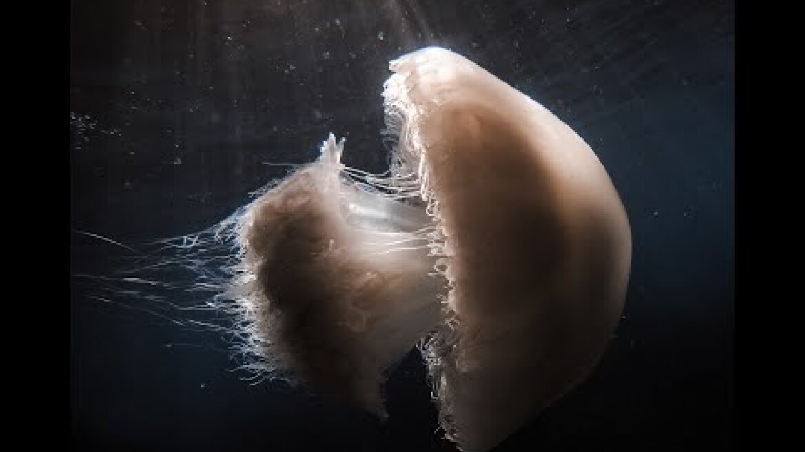 Rhopilema Nomadica jellyfish, The Nomad