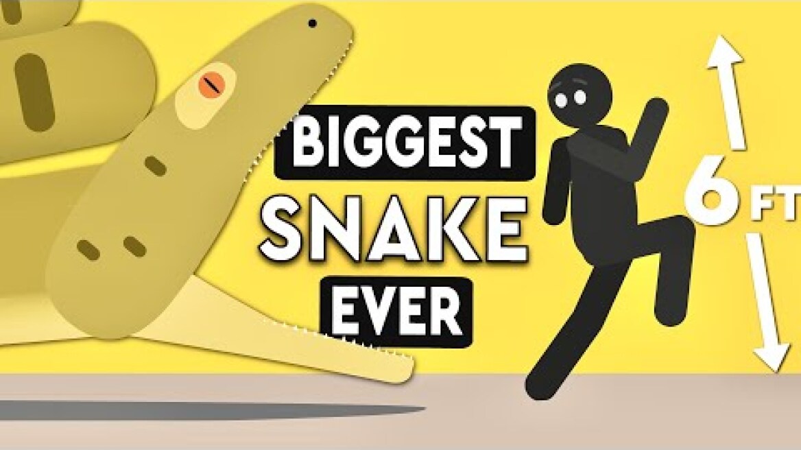 What's The Biggest Snake In The World Ever?! DEBUNKED