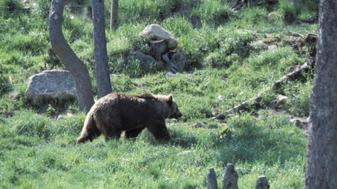 Αρκούδα κατασπάραξε γαϊδουράκι στα Τρίκαλα 