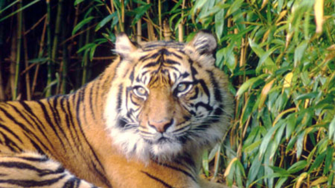 Συμφωνία για τη σωτηρία των τίγρεων 