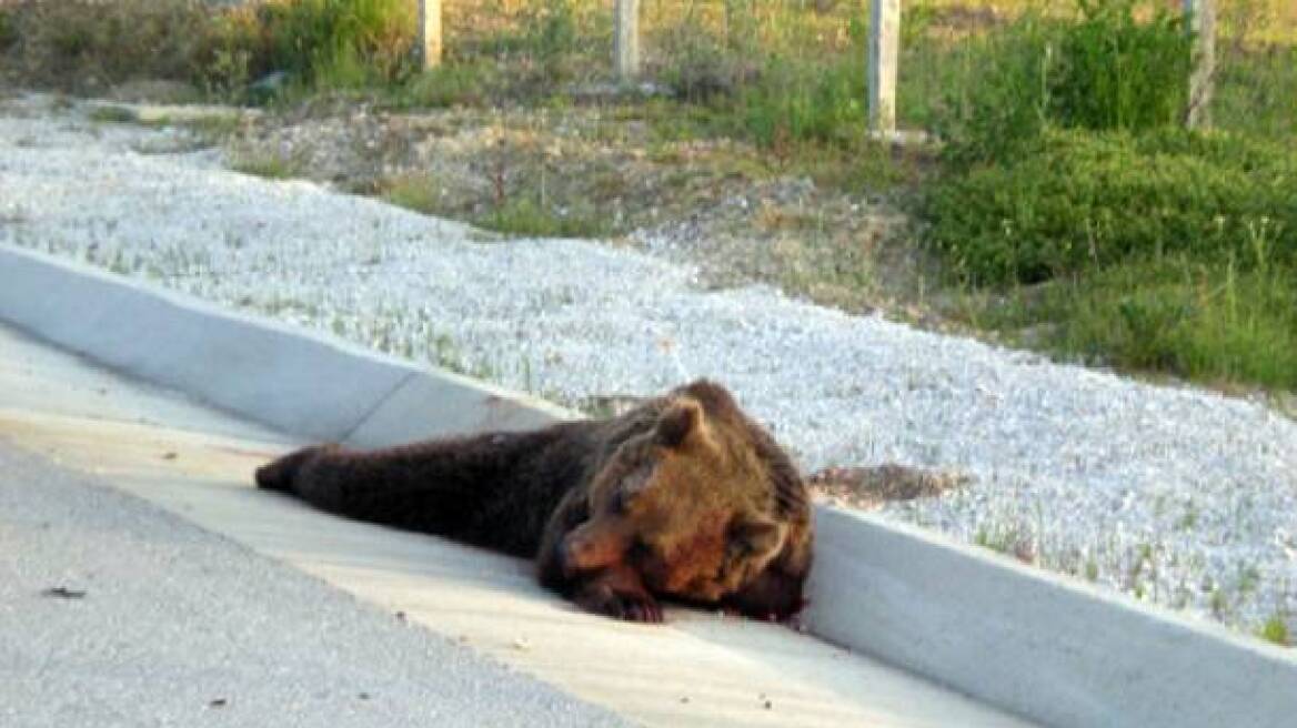 Νεκρή και ακρωτηριασμένη αρκούδα βρέθηκε στα Τρίκαλα 
